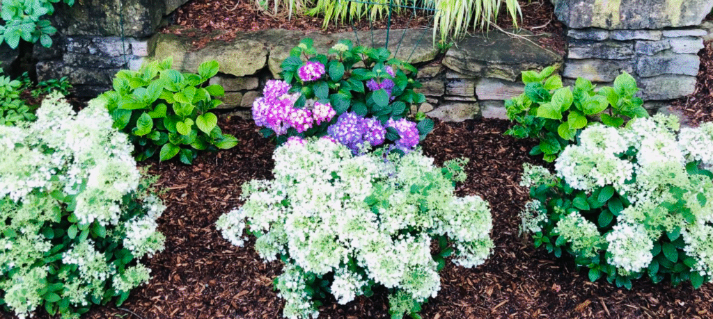 Scarborough frontyard plants
