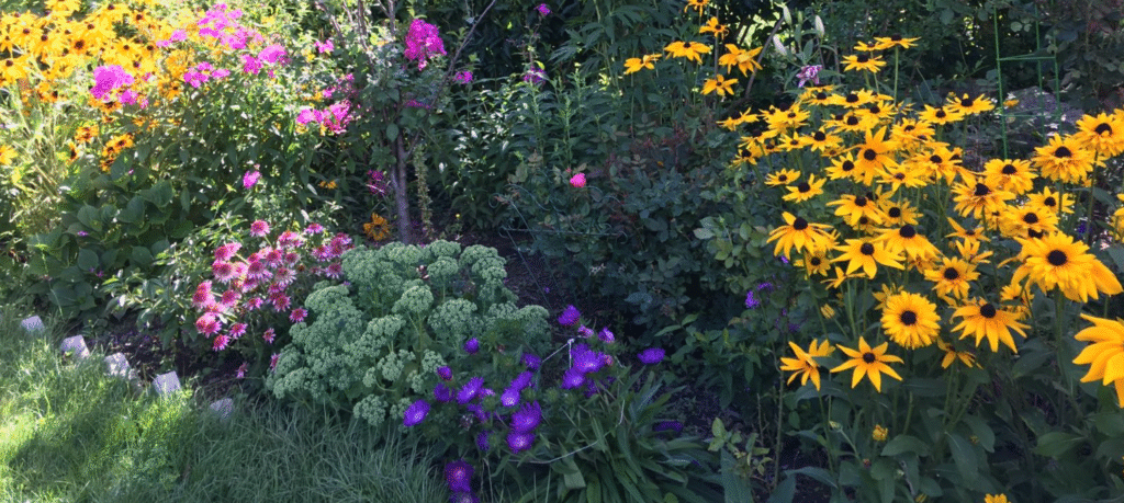 Scarborough landscape plant selectiom