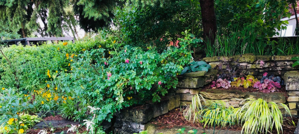 Scarborough yard plants