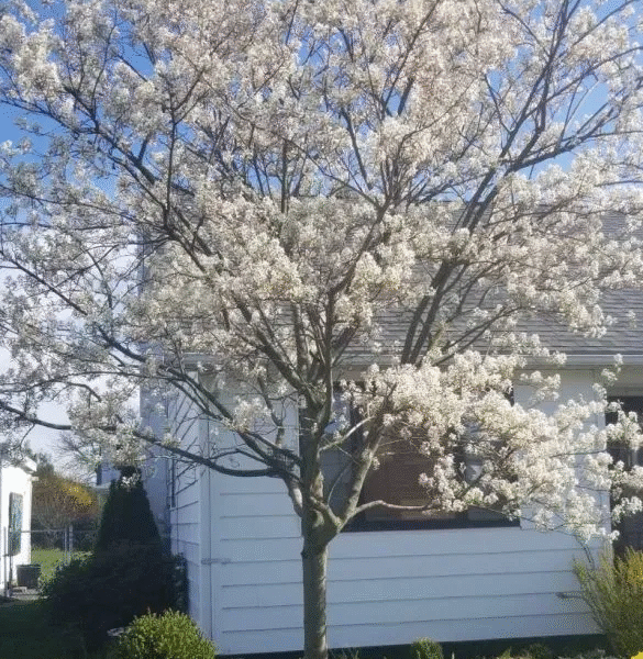 Amelanchier arborea _Autum Brilliance_- Autum Brilliance Serviceberry