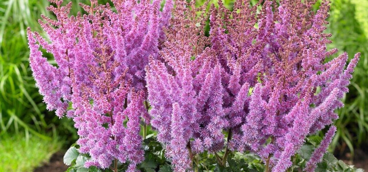 Astilbe Arendsii Amethyst- Amethyst Astillbe