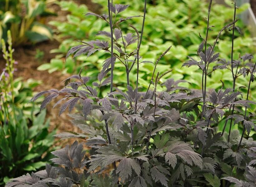 Cimicifuga x _Chocoholic_ -Purple-leaf Bugbane