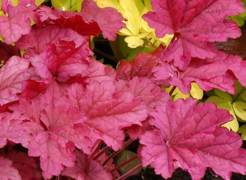 Huechera _Berry Smoothie_- Berry Smoothie Coral Bell