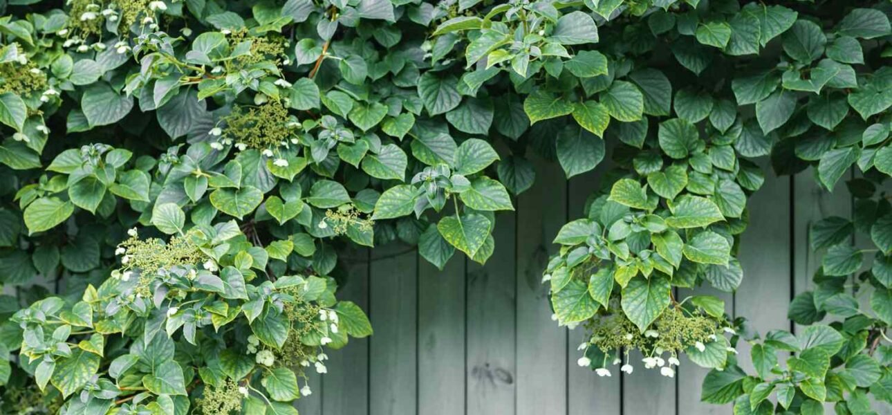 Hydrangea Climbing