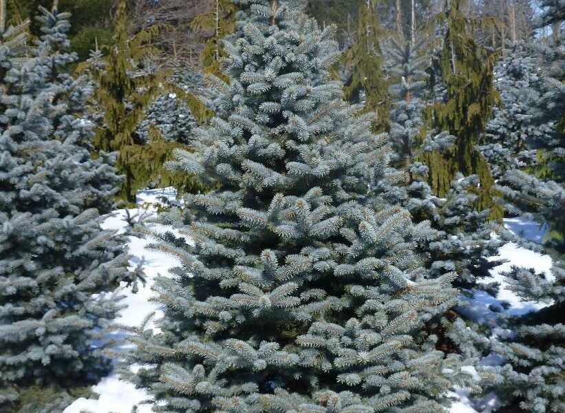Picea Pungens _Baby Blue_-Baby Blue Spruce