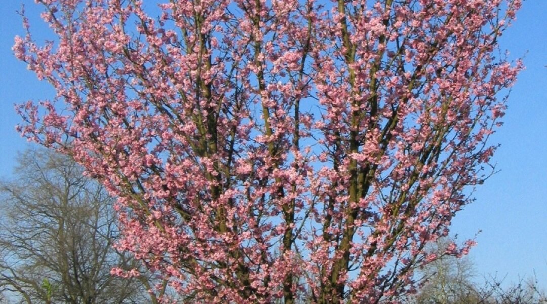 Prunus sargentii _rancho_- Rancho Sergent Cherry