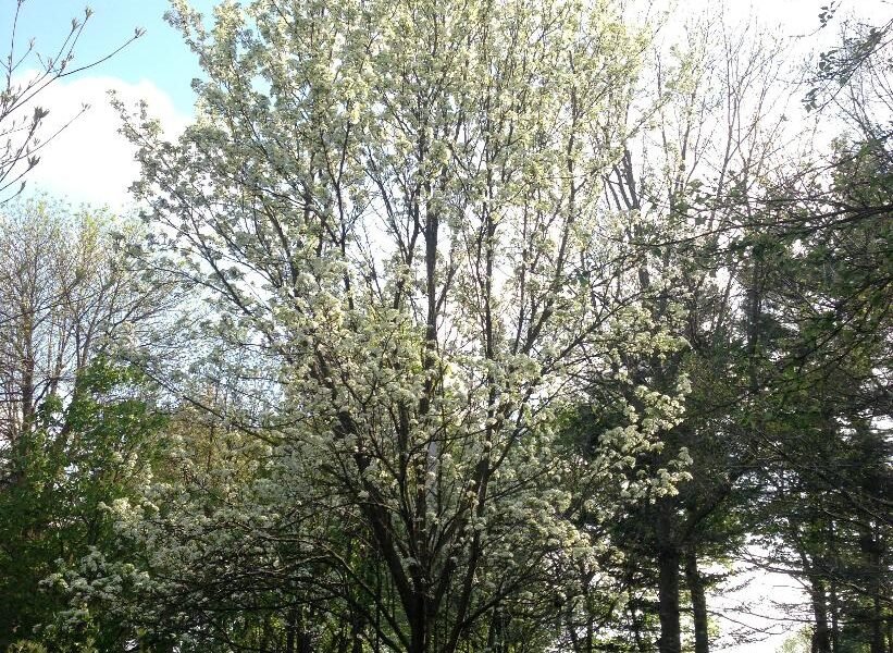 Pyrus Calleryana_chanticleer_-Chanticleer Ornamental Pear