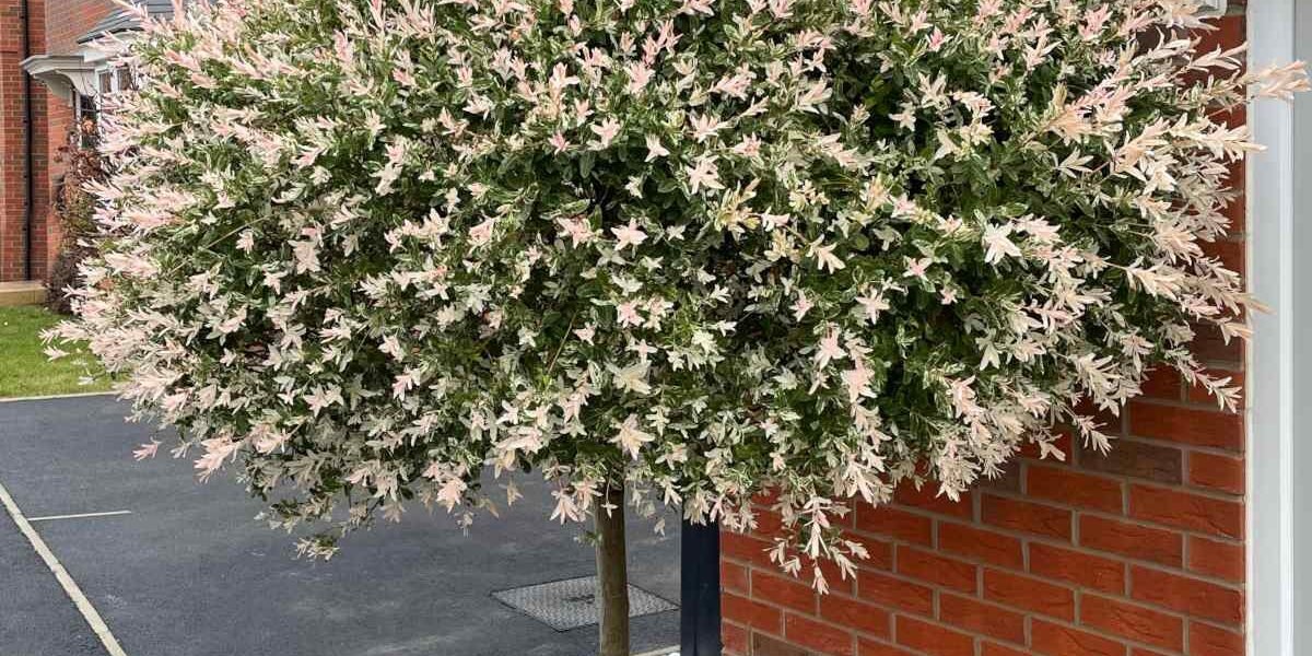 Salix integra _Flamingo_ -Flamingo Dappled Willow