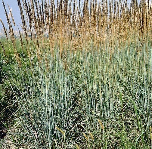 Sorghastrum nutans_Indian Steel_- Indian Steel Grass