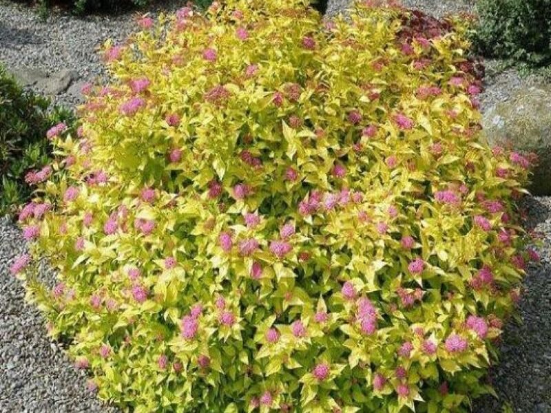 Spirea Goldmound