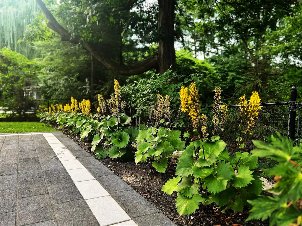 Specimen planting punctuating the architecture