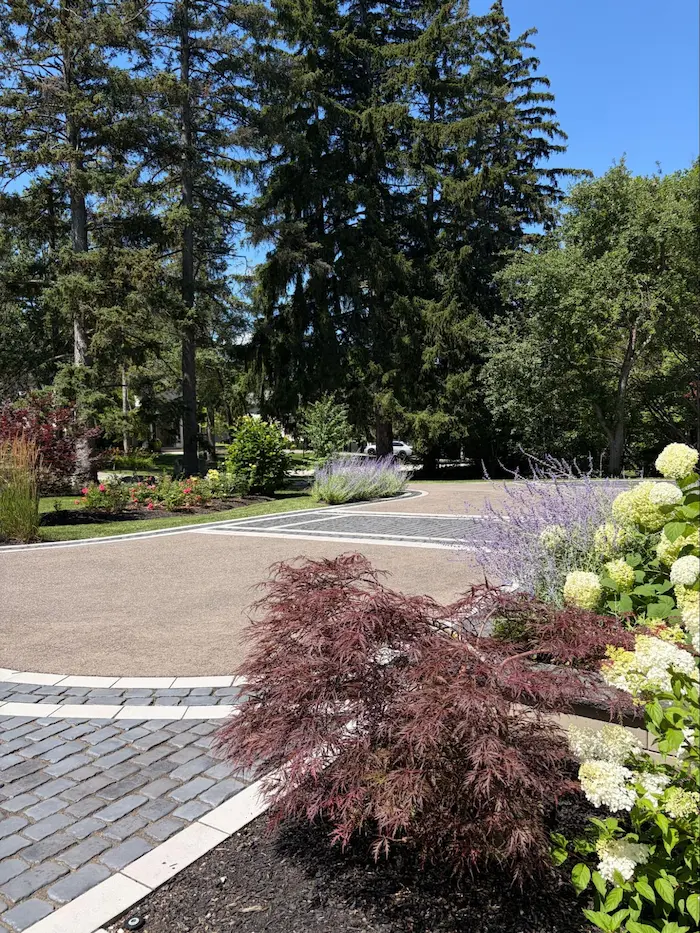 Finished front yard with a paver driveway, Japanese maple and hydrangeas