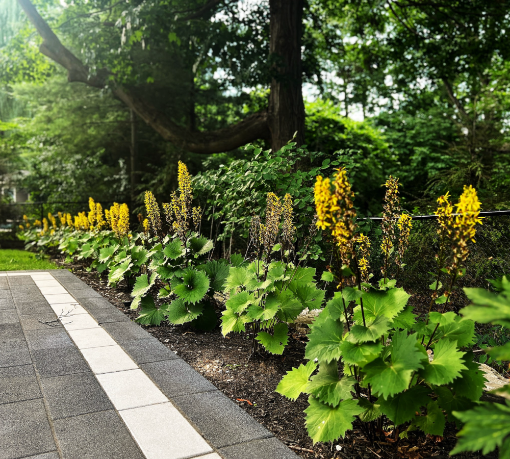 professional-planting-design-and-garden-installatio